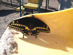 Male Black Swallowtail on the playground