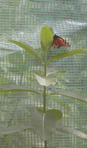 A mother Monarch laying an egg!