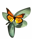 monarch_with_chrysalys_lg_wht.gif
