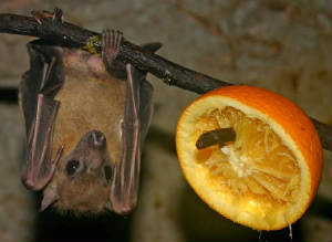 fruit-bat.jpg