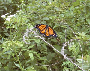 A male Monarch