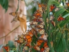 monterey_butterflies_avatar_80241.jpg